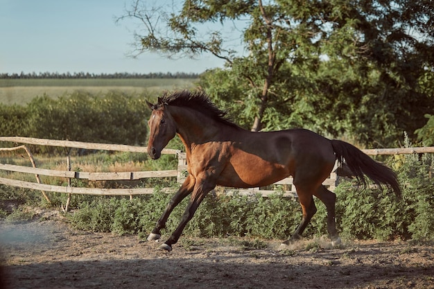 Foto grátis cavalo correndo no piquete na areia no verão. animais no rancho.