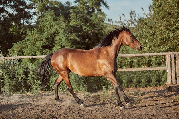 Cavalo correndo no piquete na areia no verão. animais no rancho.