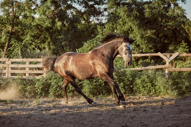 Cavalo correndo no piquete na areia no verão. Animais no rancho.