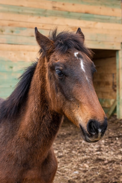 Cavalo de tiro médio ao ar livre