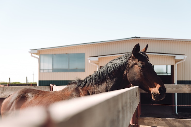 Foto grátis cavalo em pé ao ar livre. olhando de lado.