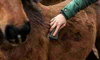 Foto grátis cavalo escovando a mão em close-up