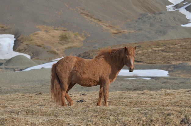 Cavalo islandês castanha em pé em um campo em Snaefellsnes Pennisula.