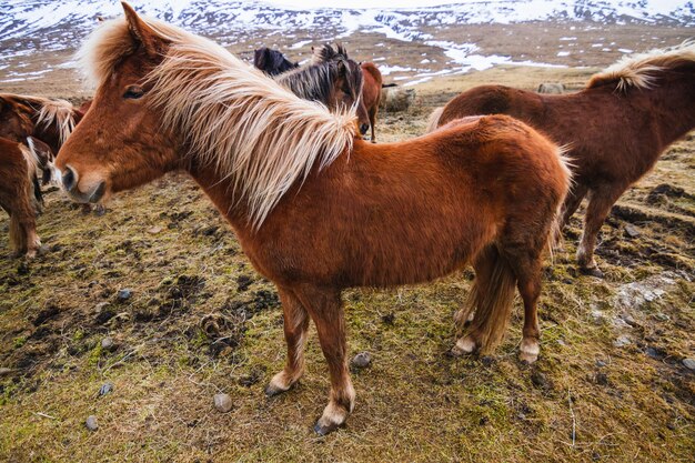 Cavalo islandês em um campo cercado por cavalos e neve sob a luz do sol na Islândia