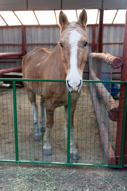 Foto grátis cavalo marrom bonito no estábulo