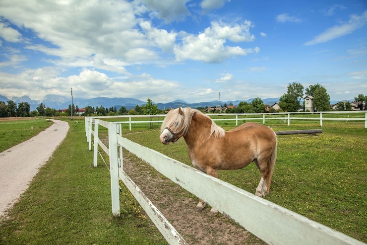 Foto grátis cavalo marrom em uma fazenda cercada por uma cerca de madeira sob um céu nublado