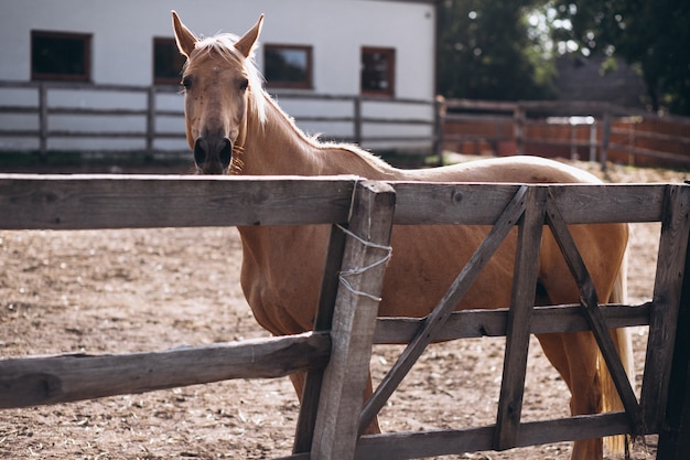 Foto grátis cavalo marrom no rancho