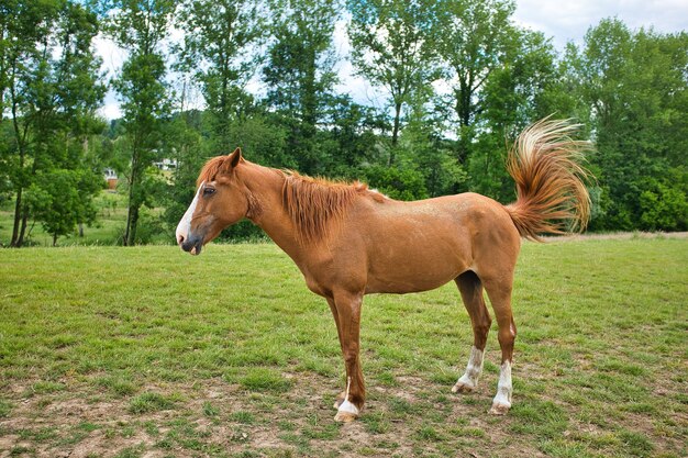 Cavalo marrom parado na paisagem verde ao lado das árvores