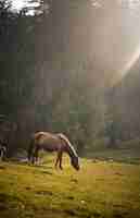 Foto grátis cavalo marrom pastando em um campo em um dia ensolarado