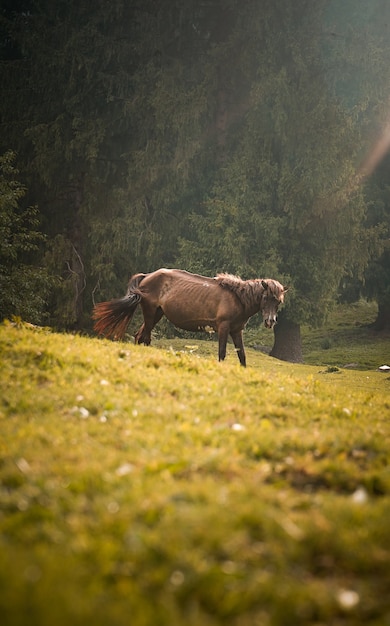 Cavalo marrom pastando em um campo verde