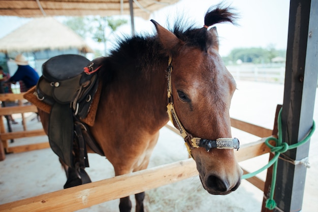 Cavalo na fazenda de cavalos