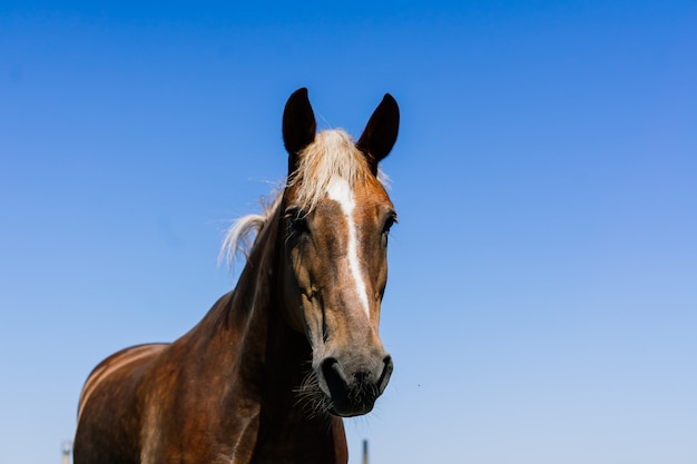 Cavalo na natureza e na fazenda. retrato de um cavalo castanho Foto Premium