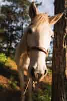 Foto grátis cavalo, natureza e um belo pôr do sol da hora dourada