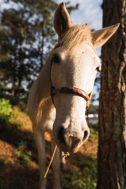 Cavalo, natureza e um belo pôr do sol da hora dourada