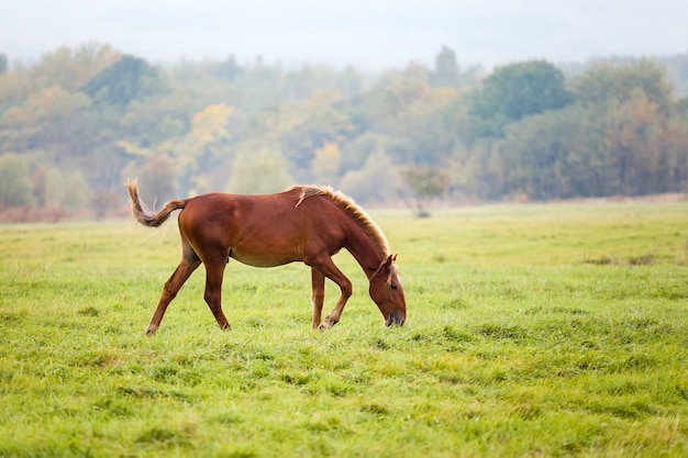 Cavalo pastando em um prado no outono