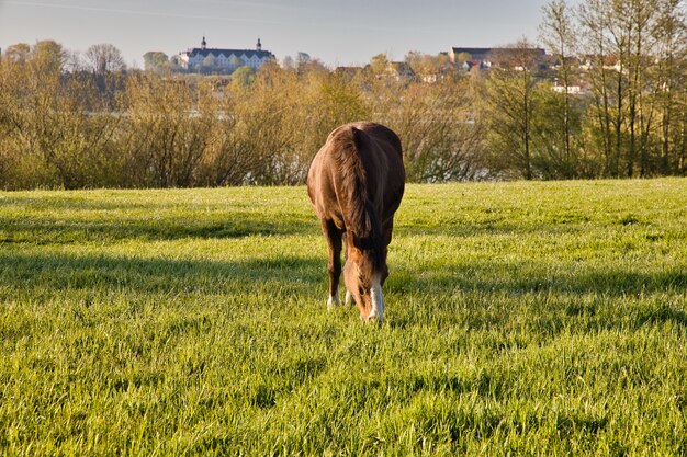 Cavalo pastando em um prado verde com o castelo Plon na Alemanha