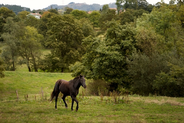 Cavalo selvagem no Prado