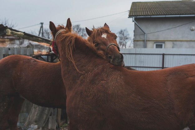Cavalos acariciando uma fazenda