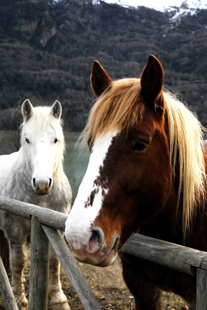 Cavalos europeus atrás de uma cerca de madeira