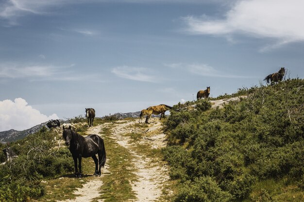 Cavalos na montanha cercados por árvores