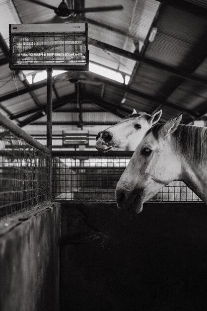 Cavalos no estábulo. O cavalo espreitando para fora da baia