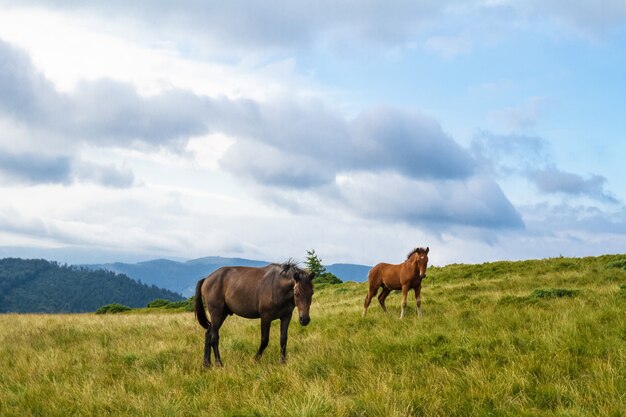 Cavalos pastando no prado dos Cárpatos ucranianos.