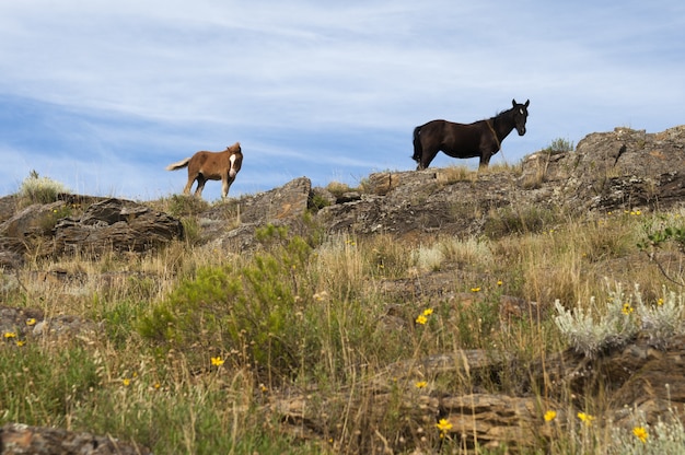 Cavalos pretos e bege parados nas rochas na grande pastagem