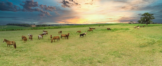 Cavalos puro-sangue pastando ao pôr do sol em um campo.