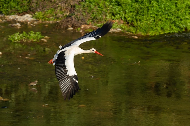 Cegonha-branca voando sobre um rio