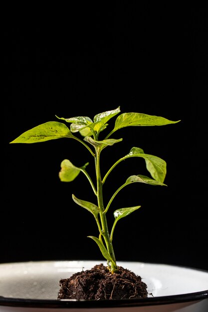 Celebração do dia da árvore com planta verde