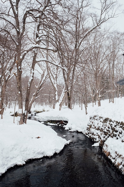 Foto grátis cena de floresta de neve no togakushi shrine, japão