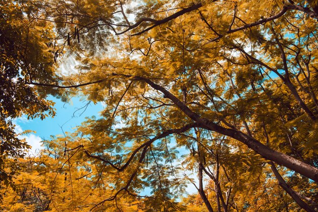 Cena dourada de outono em um parque, com folhas caindo, o sol brilhando pelas árvores e no céu azul