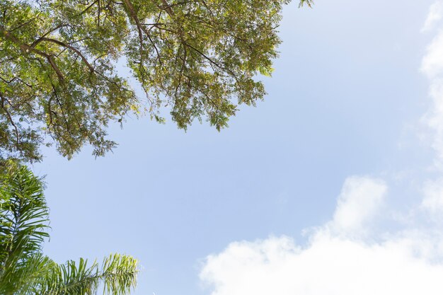 cena natural com galhos de árvores e fundo do céu