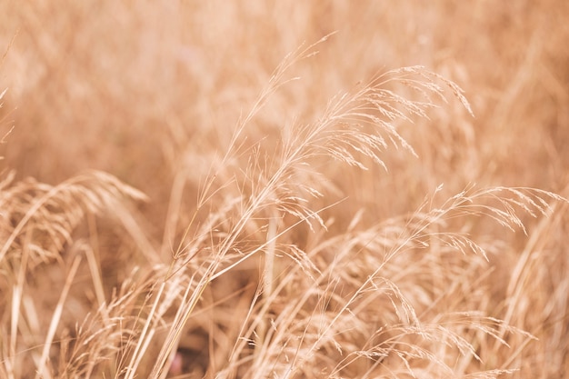 Cenário Autumun com um campo de trigo