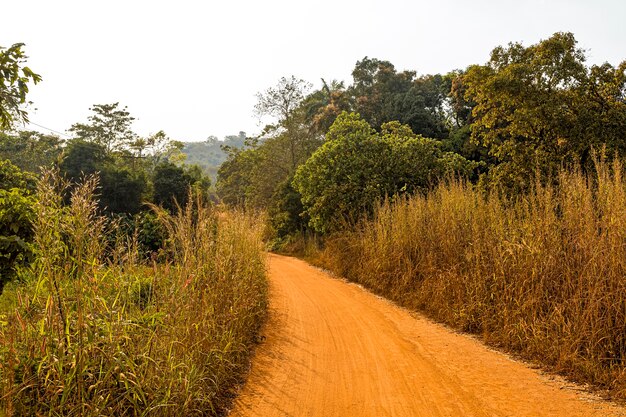 Cenário da natureza africana com árvores e caminhos