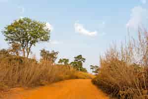 Foto grátis cenário da natureza africana com caminho