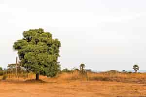 Foto grátis cenário da natureza africana com céu claro e árvores