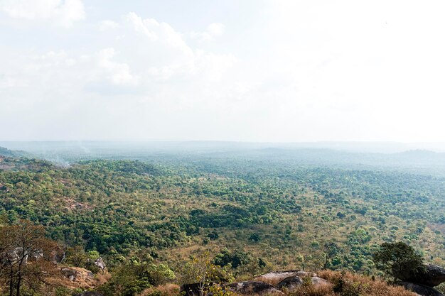 Cenário da natureza africana com vegetação