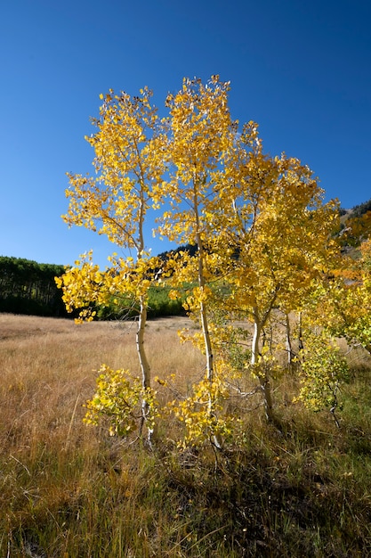 Cenário da natureza e vegetação dos eua