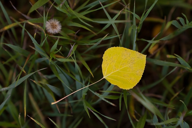 Foto grátis cenário da natureza e vegetação dos eua