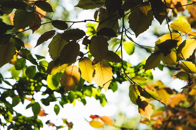 Cenário de folhas verdes