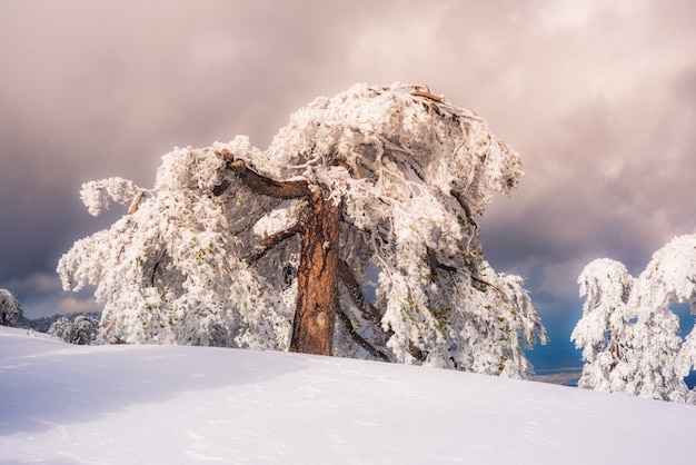 Cenário de inverno com pinheiro nevado