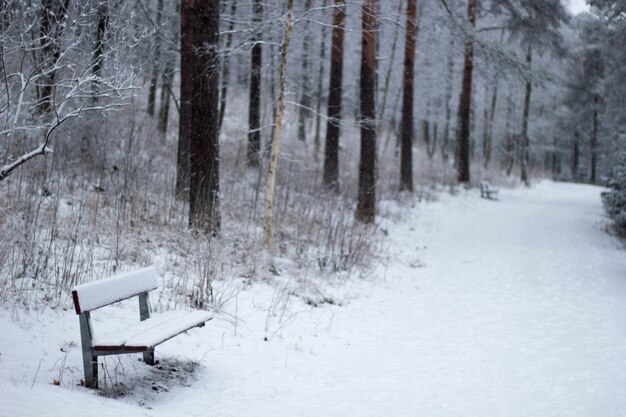 Cenário de inverno em um parque com bancos cobertos de neve e um caminho repleto de árvores