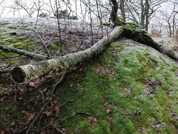 Cenário de uma floresta verde em Larvik, Noruega