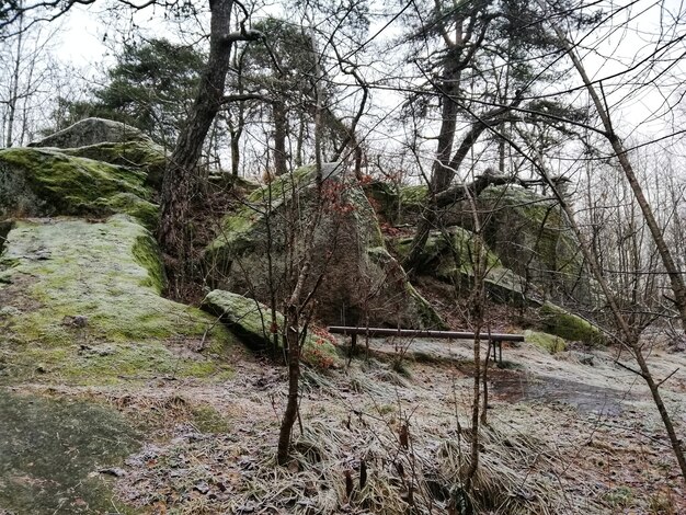 Cenário de uma floresta verde em Larvik, Noruega