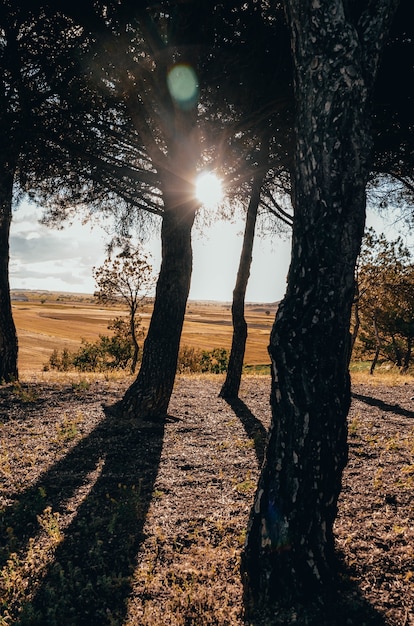 Foto grátis cenário hipnotizante de árvores altas sob a luz do sol