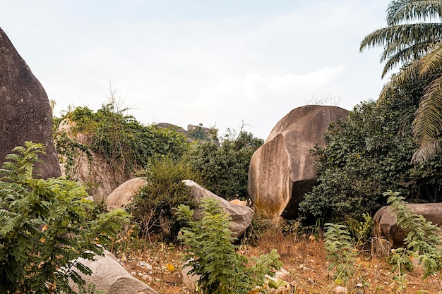 Cenário natural africano com árvores