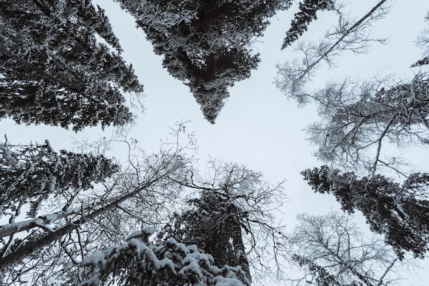Cênica floresta de pinheiros coberta de neve no Parque Nacional de Oulanka, Finlândia