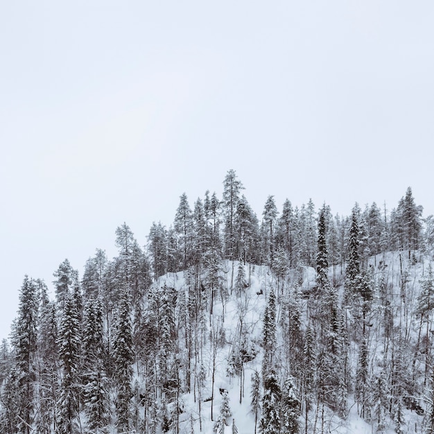 Cênica floresta de pinheiros coberta de neve no Parque Nacional de Oulanka, Finlândia