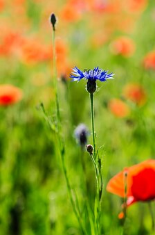 Centáurea azul selvagem no prado verde, fundo floral natural